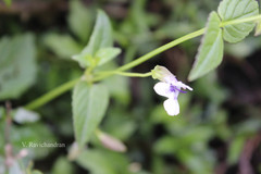 Torenia cordata